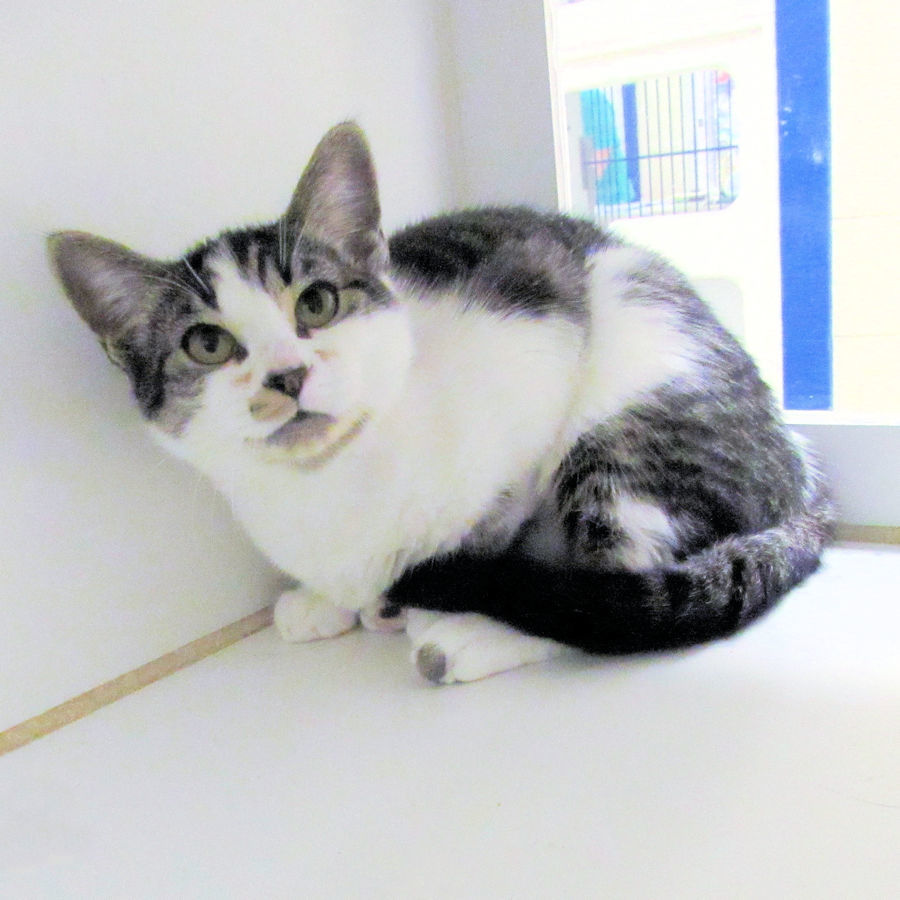 Indian River County Pet of the Week - Week of May 15, 2020